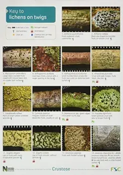 A Key to Lichens on Twigs, Hardback/Diccon Alexander