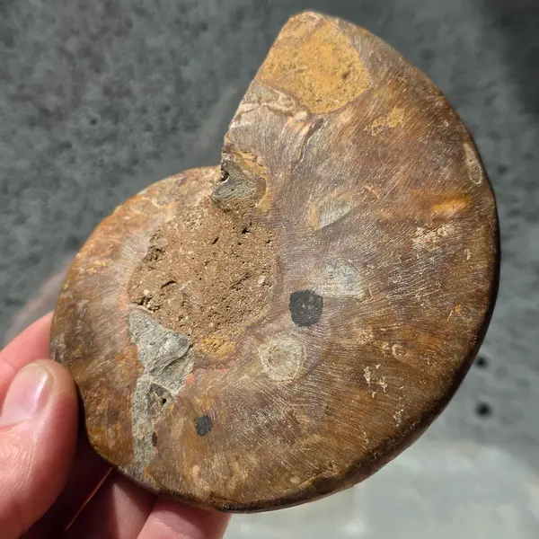 Ammonit Cleoniceras model 2