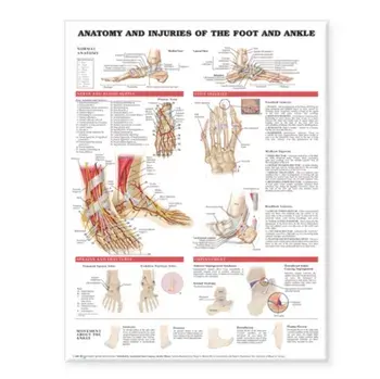 Anatomy and Injuries of the Foot and Ankle/***