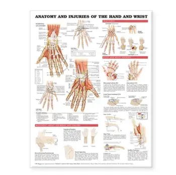 Anatomy and Injuries of the Hand and Wrist Anatomical Chart/***