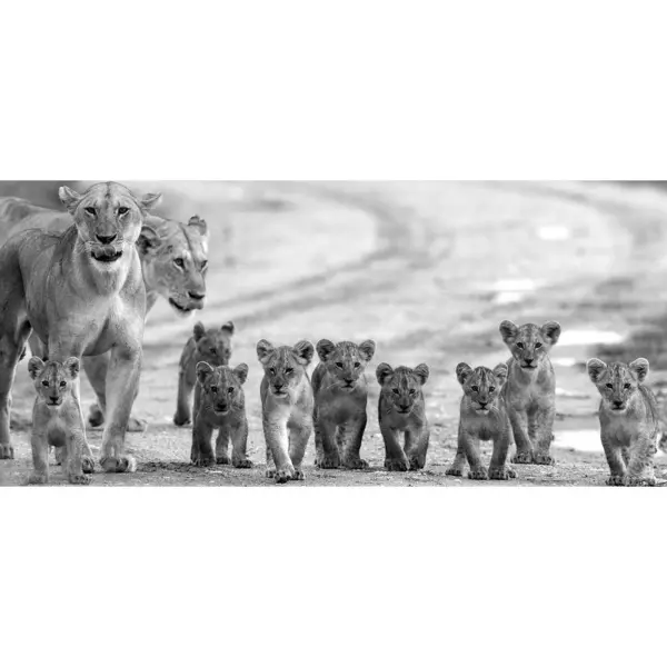 Art Print 120/55 cm