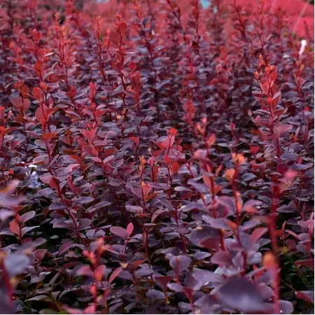 Berberis thunbergii ‘Chocolate Summer’ – Drăcilă japoneză, frunziș purpuriu-ciocolatiu, ghiveci