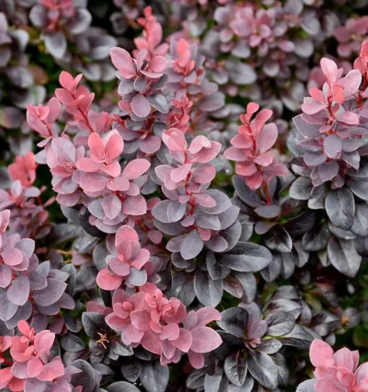 Berberis thunbergii ‘Concorde’ – Drăcilă japoneză pitică, frunziș roșu-purpuriu, ghiveci