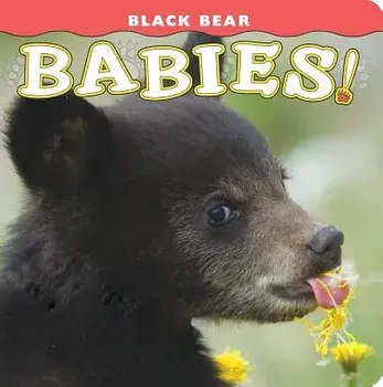 Black Bear Babies!/Donald M. Jones
