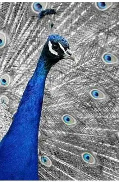 Blue Peacock: The Indian Peafowl or Blue Peafowl Is a Large and Brightly Colored Bird, Native to South Asia. - Journals And Planners