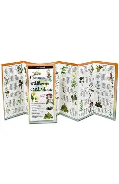 Common Wildflowers of the Mid-Atlantic - Michael Homoya