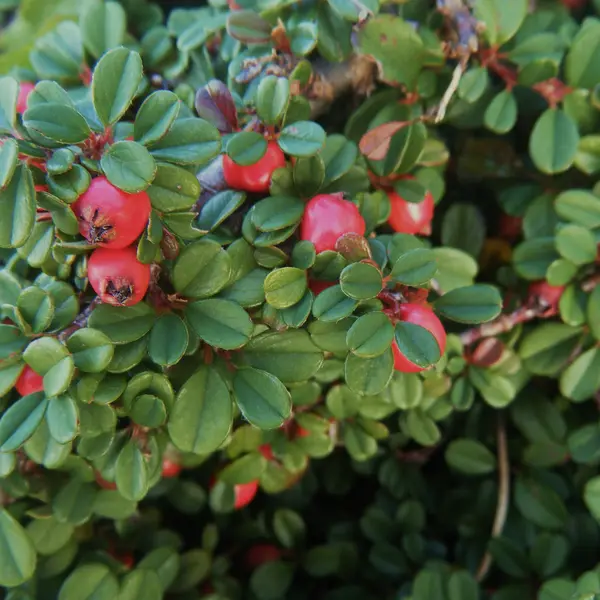 Cotoneaster microphyllus – arbust ornamental la ghiveci, frunze mici și fructe roșii decorative