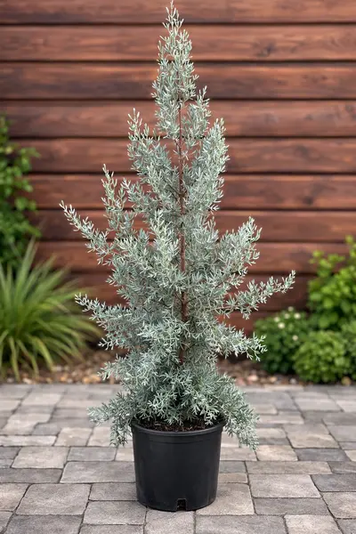Cupressus arizonica – Chiparos de Arizona Argintiu, Rezistent la Secetă