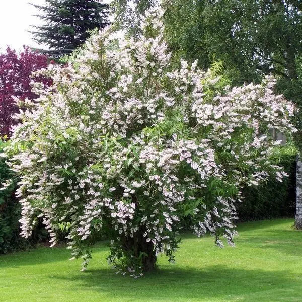 Deutzia la Ghiveci 3L ( 1-1.2m)