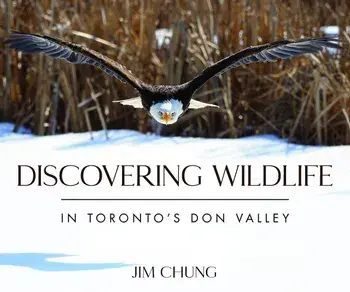 Discovering Wildlife in Toronto's Don Valley, Hardcover/Jim Chung