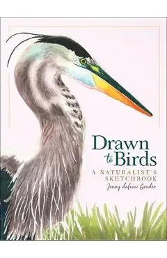 Drawn to Birds: A Naturalist's Sketchbook - Jenny Defouw Geuder