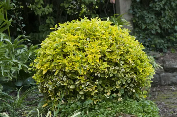Euonymus Japonicus Aureomarginatus Ghiveci 3L (20-30cm)