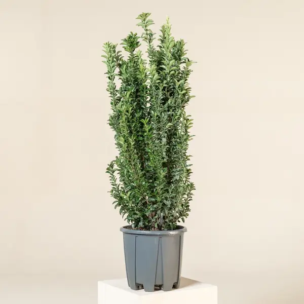 Euonymus japonicus 'Benkomasaki' - Salbă Japoneză Columnară | Ghiveci C3