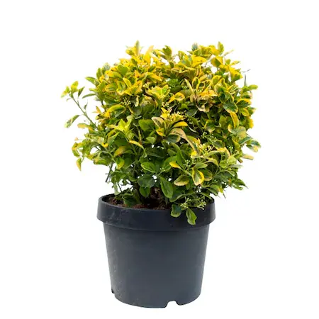 Euonymus japonicus ‘Bravo’ – arbust ornamental la ghiveci, frunziș verde cu margini aurii