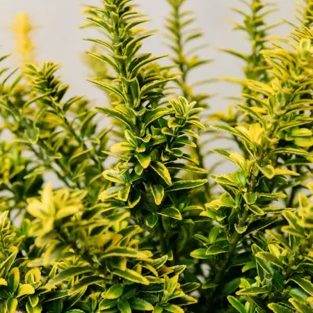 Euonymus japonicus ‘Microphyllus Aureovariegatus’ – arbust ornamental la ghiveci, frunziș mic bicolor verde-galben