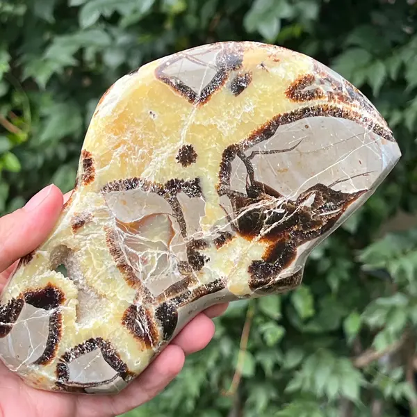 Felie septaria XL m2