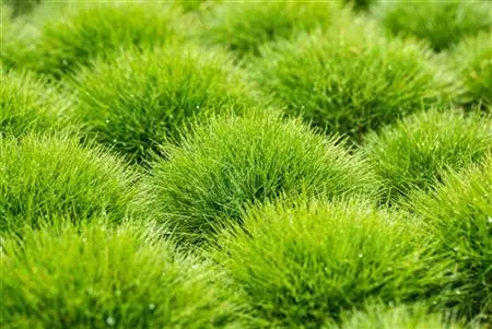 Festuca Gautieri Pic Carlit - Iarbă de Munte/ Iarba Veveriței la Ghiveci 1,5L (~10-15cm)
