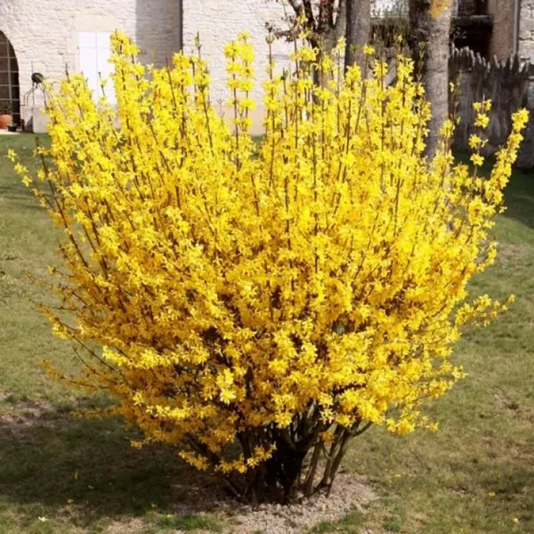 Forsythia intermedia Lynwood tip tufa - Ploaie de Aur la Ghiveci 5L (1-1.4m)