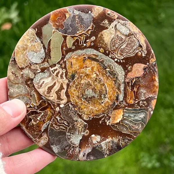 Fosil amonit felie 11.5 cm model 18