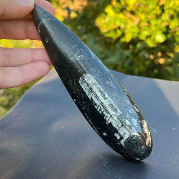 Fosil Orthoceras model 2