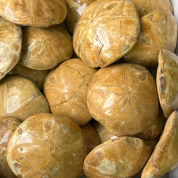 Fosilă Pygurus – Echinoderm Stea de Mare