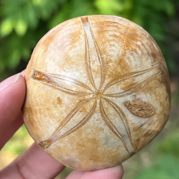 Fosilă Pygurus – Echinoderm Stea de Mare | Model 1
