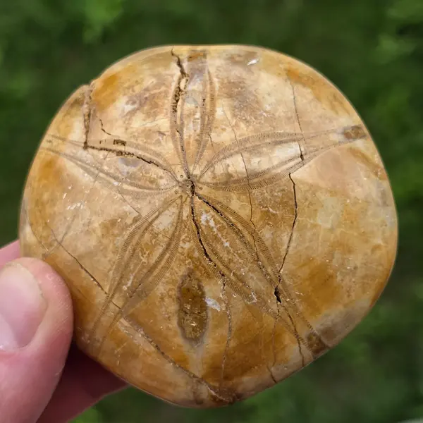 Fosilă Pygurus – Echinoderm Stea de Mare | Model 2