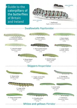 Guide to caterpillars of the butterflies of Britain and Ireland, Paperback/John Bebbington
