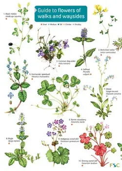 Guide to flowers of walks and waysides, Hardback/Rebecca Farley-Brown
