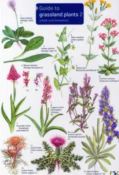 Guide to Grassland Plants 2. Chalk and Limestone, Chalk and Limestone/Anne Bebbington