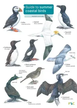 Guide to Summer Coastal Birds/Rebecca Farley-Brown