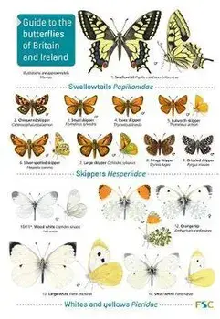 Guide to the butterflies of Britain and Ireland, Paperback/John Bebbington