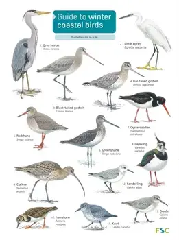 Guide to winter coastal birds, Paperback/Sue Loughran