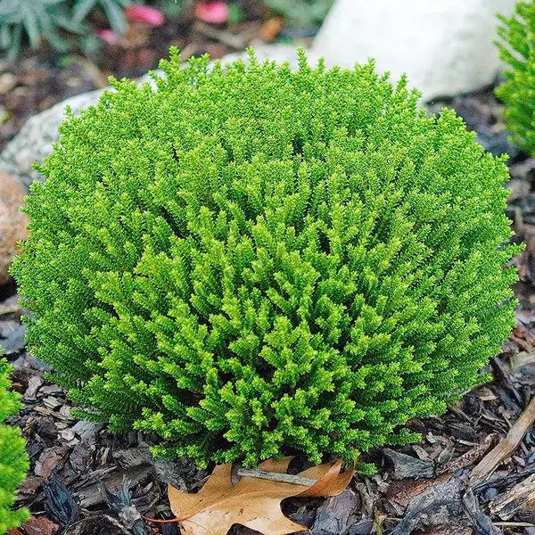 Hebe Carnosula Green Globe la Ghiveci (10-15cm)