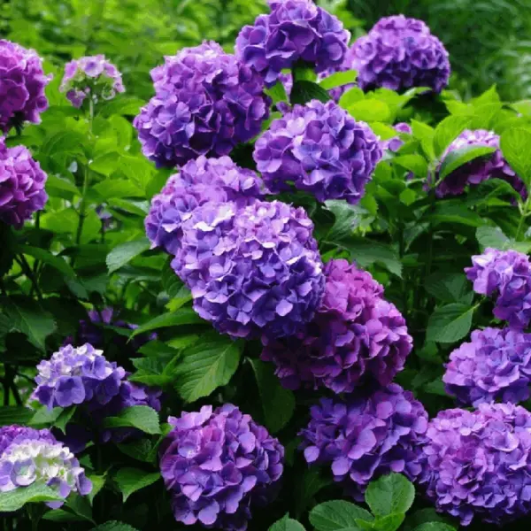 Hortensia macrophylla – arbust ornamental cu flori mari, albastru/mov/roz/roșu, ghiveci - Mov