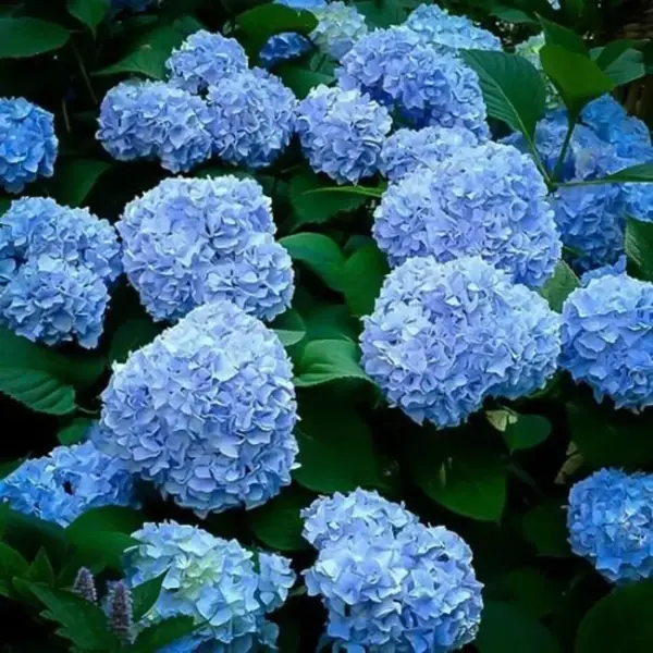Hortensia macrophylla – arbust ornamental cu flori mari, albastru/mov/roz/roșu, ghiveci - Albastru
