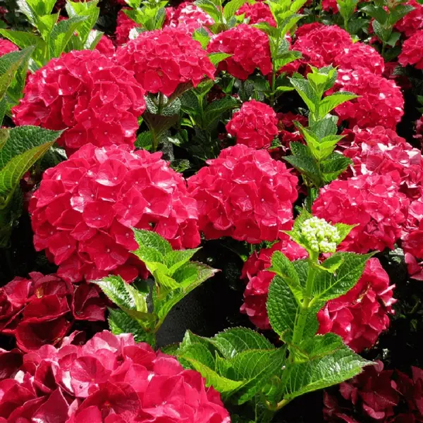 Hortensia macrophylla – arbust ornamental cu flori mari, albastru/mov/roz/roșu, ghiveci - Rosu