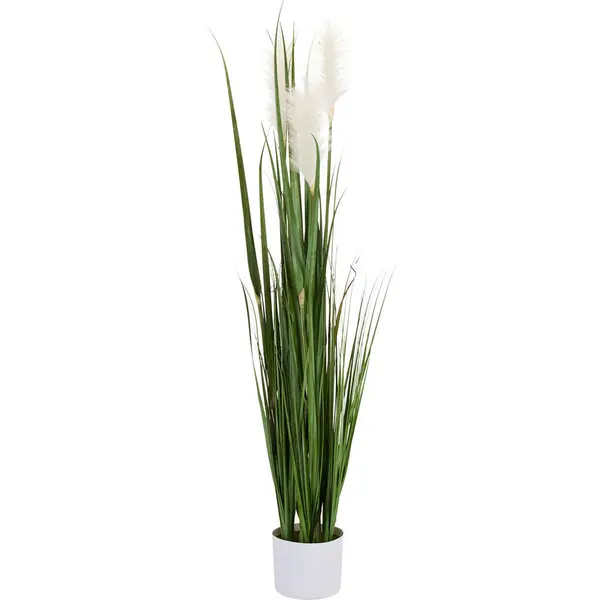 Iarbă Decorativă