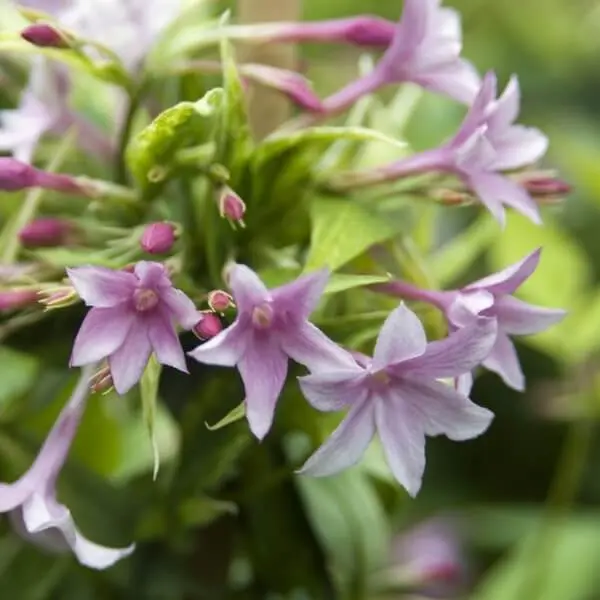 Iasomie cățărătoare (Jasminum) – ghiveci, plantă ornamentală și parfumată