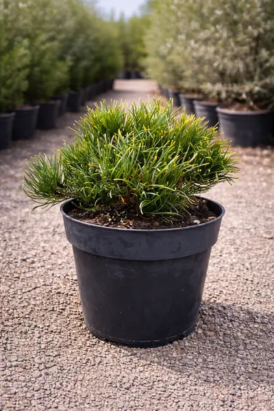 Jneapăn Pitic - Conifer Ornamental Pitit, Ghiveci C2, 20 cm