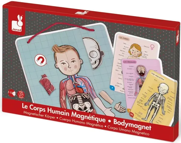 Jucarie magnetica pentru copii - Anatomia corpului uman