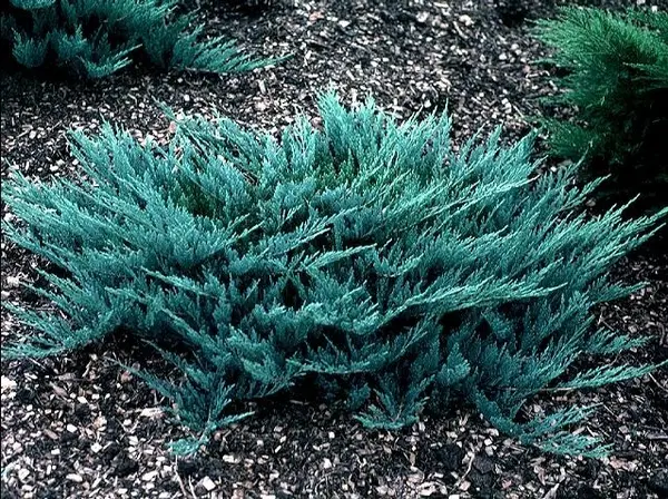 Juniperus Horizontalis Blue Chip la Ghiveci 2L