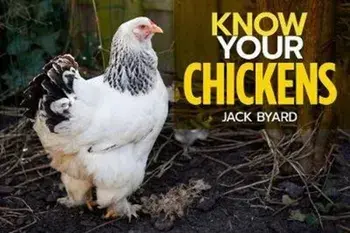 Know Your Chickens, Paperback/Jack Byad
