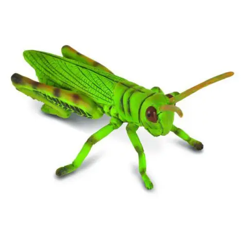Lacusta - Collecta