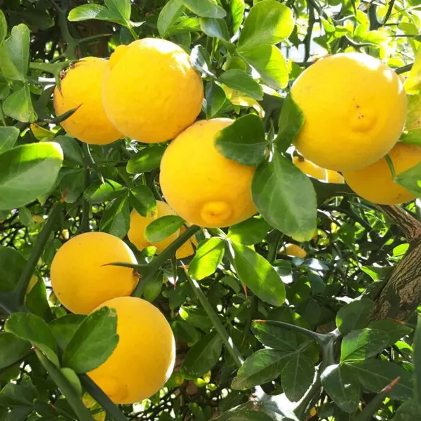 Lămâi rezistent la frig (Citrus trifoliata) – ghiveci 3L, plantă citrică ornamentală și fructiferă