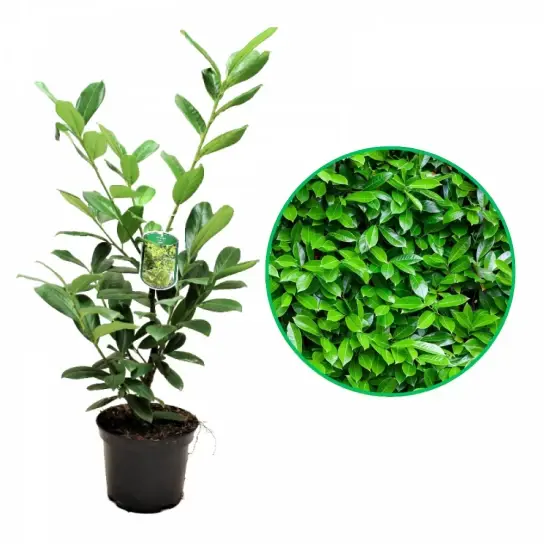 Laur Englezesc (Prunus laurocerasus) la ghiveci 3L – arbust veșnic verde, ideal pentru gard viu și grădini