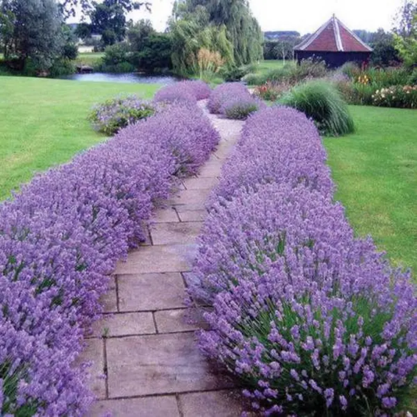 Lavandă - Lavandula angustifolia la Ghiveci 2L (~20 cm)