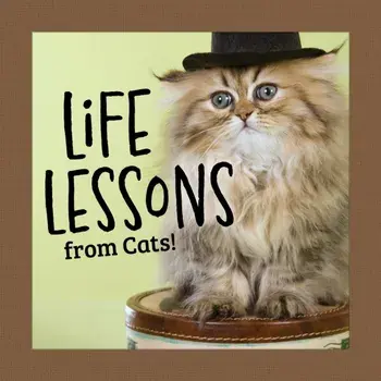 Life Lessons from Cats, Hardback/Grace Peterson