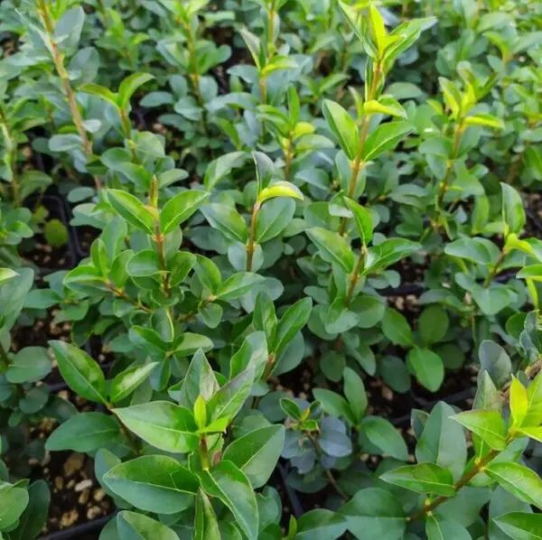 Ligustrum ovalifolium – Lemn câinesc, arbust ornamental la ghiveci