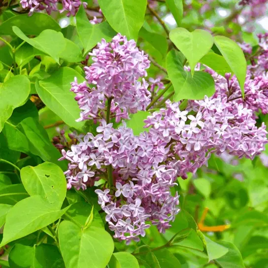 Liliac comun (Syringa vulgaris) – arbust ornamental la ghiveci, flori parfumate de primăvară